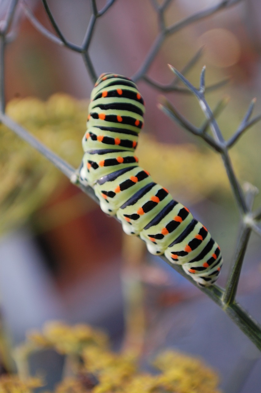 caterpillar  interesting  outdoors free photo