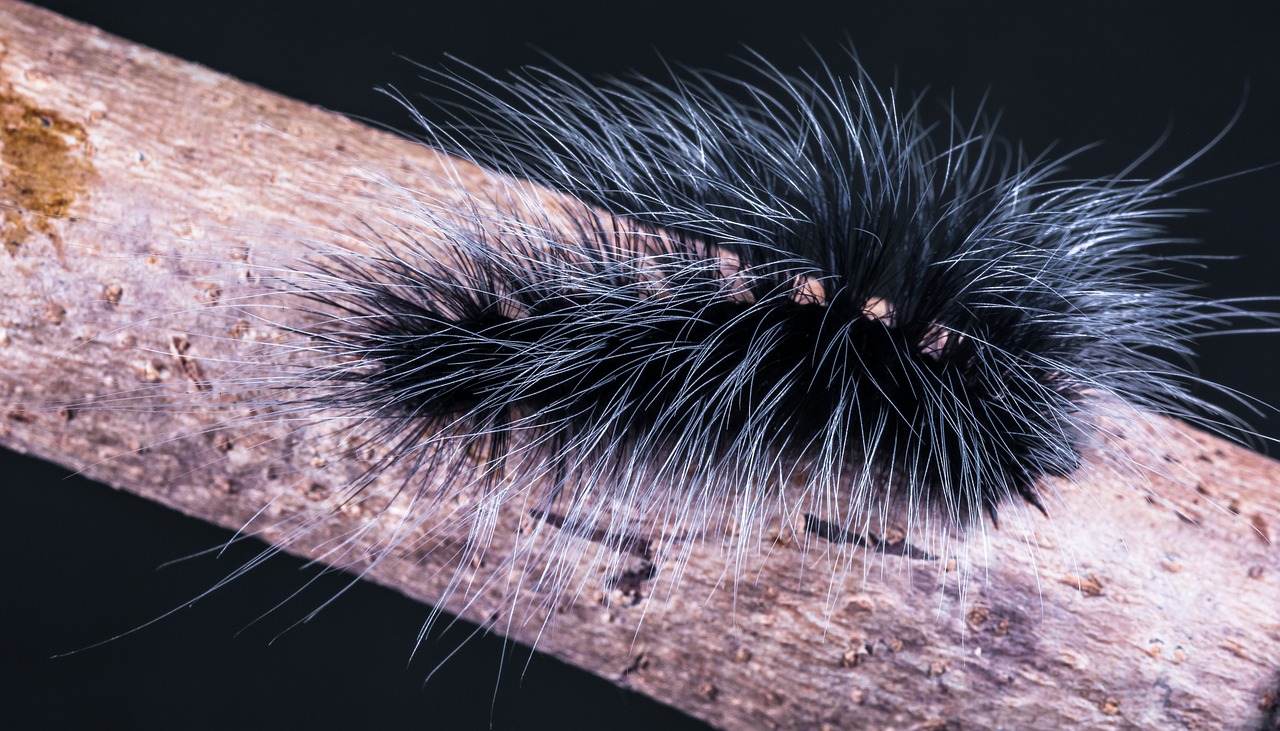 caterpillar insect prickly free photo