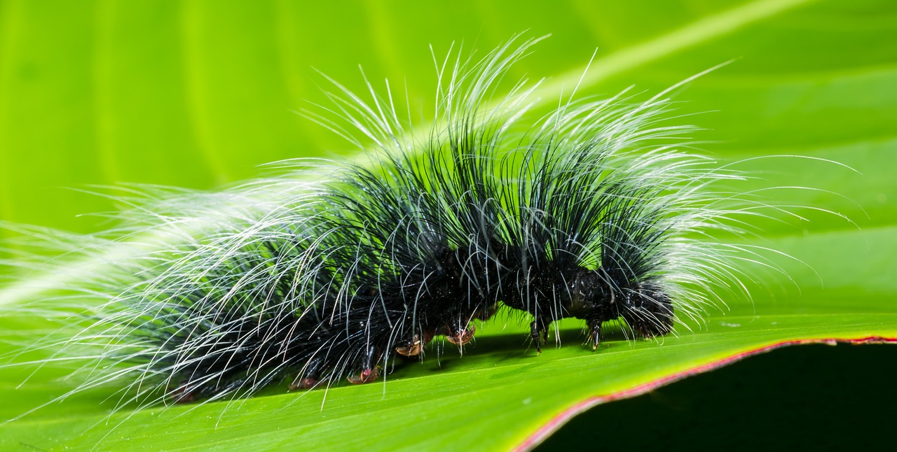 caterpillar insect prickly free photo