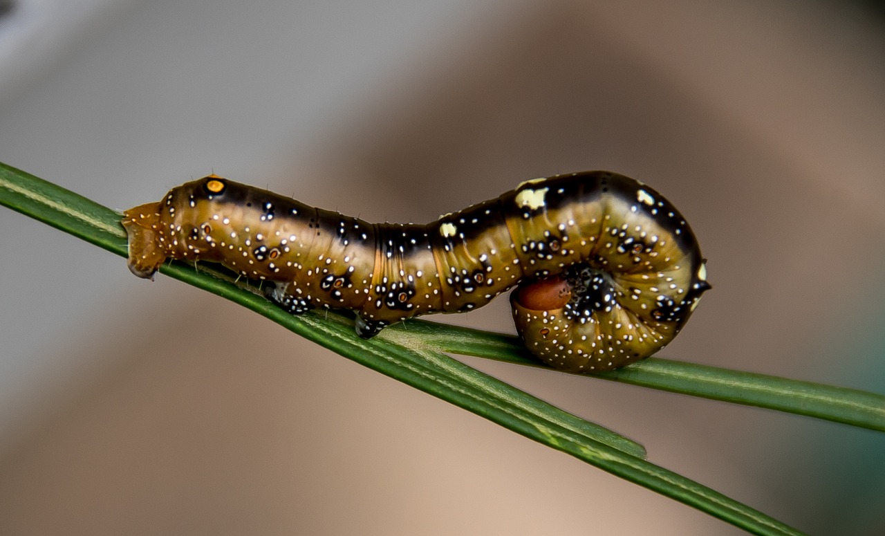 caterpillar  insect  legs free photo
