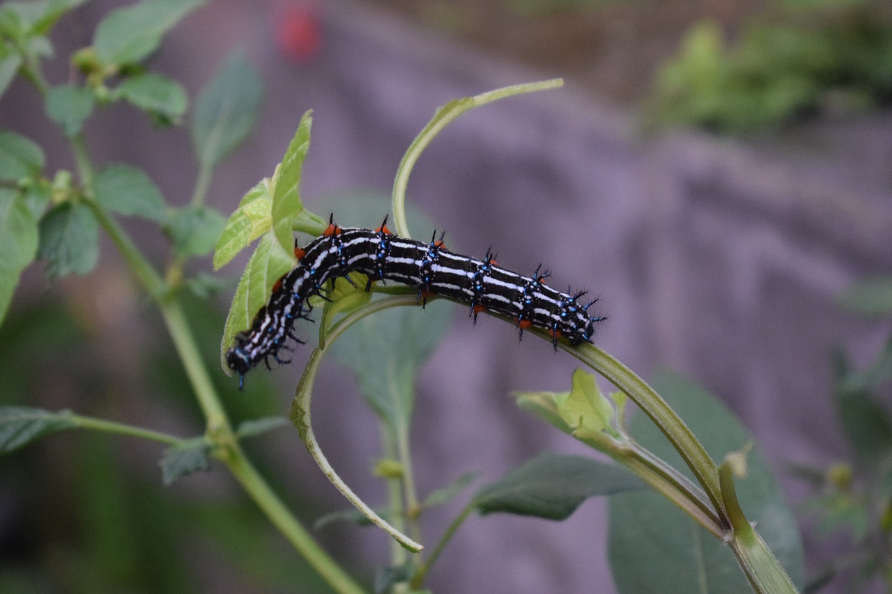 caterpillar  insect  butterfly free photo
