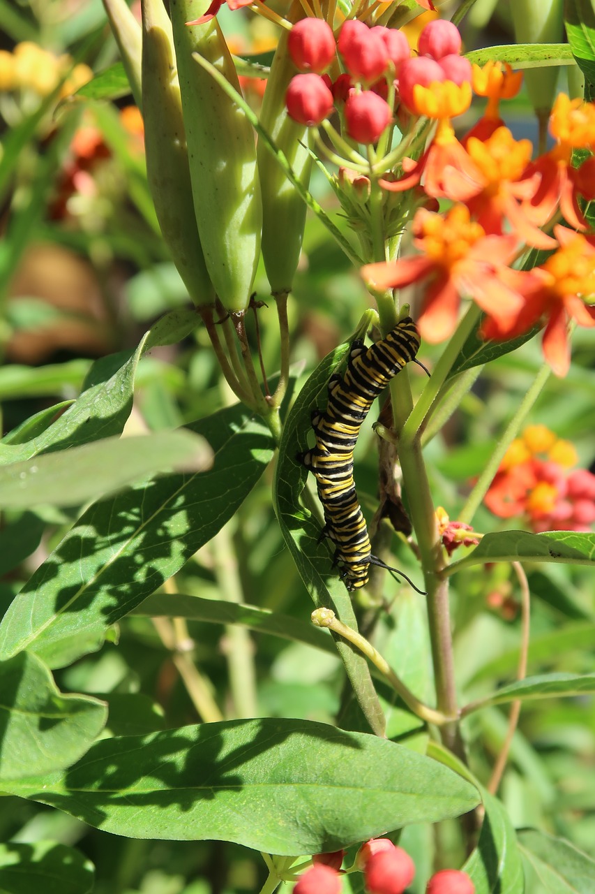 caterpillar  monarch  monarch caterpillar free photo