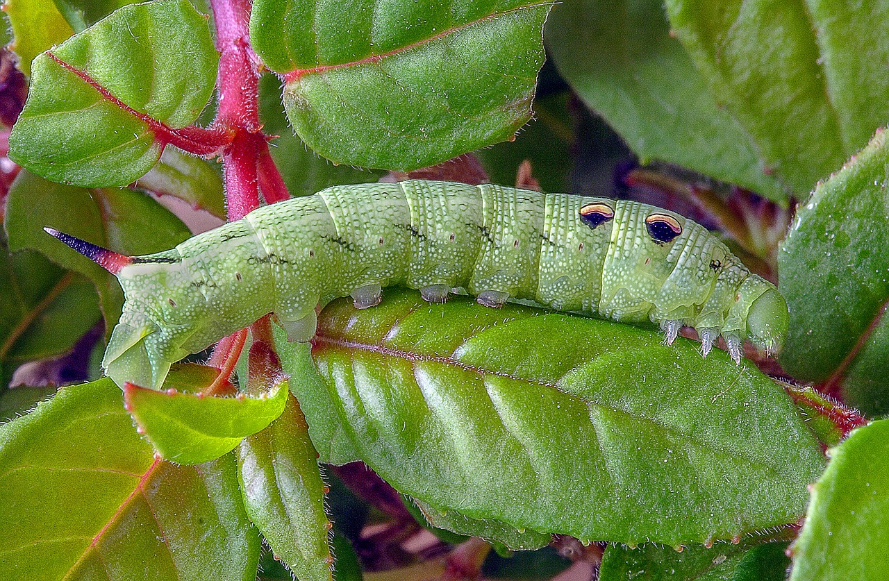 caterpillar  larva  moth free photo