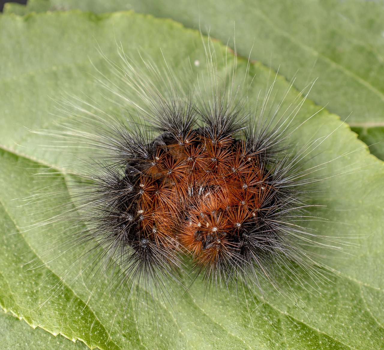 caterpillar  larva  moth free photo