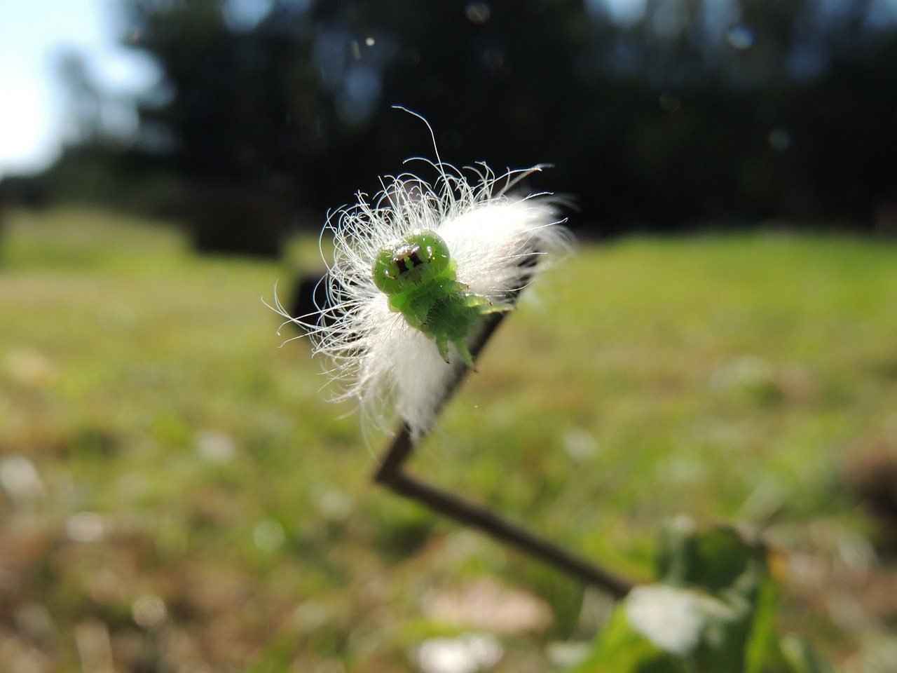 caterpillar green acronica free photo