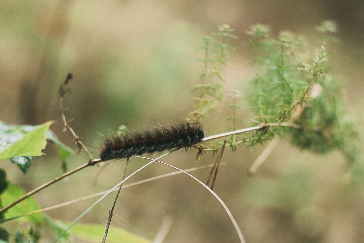 caterpillar  macro  forest free photo
