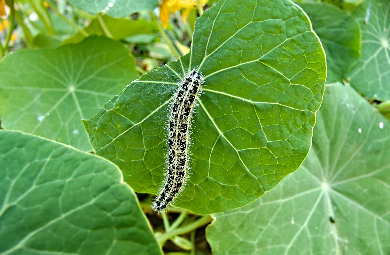 caterpillar  insect  green free photo