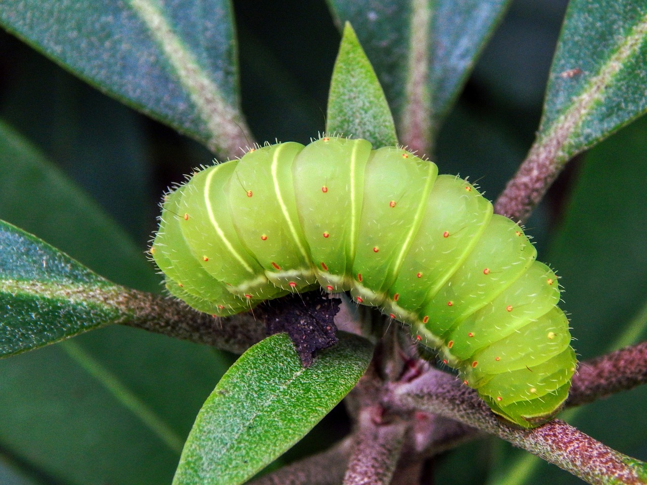 caterpillar  green caterpillar  green free photo