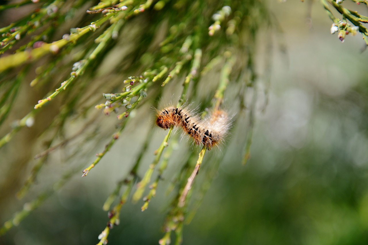 caterpillar  broom  animal free photo