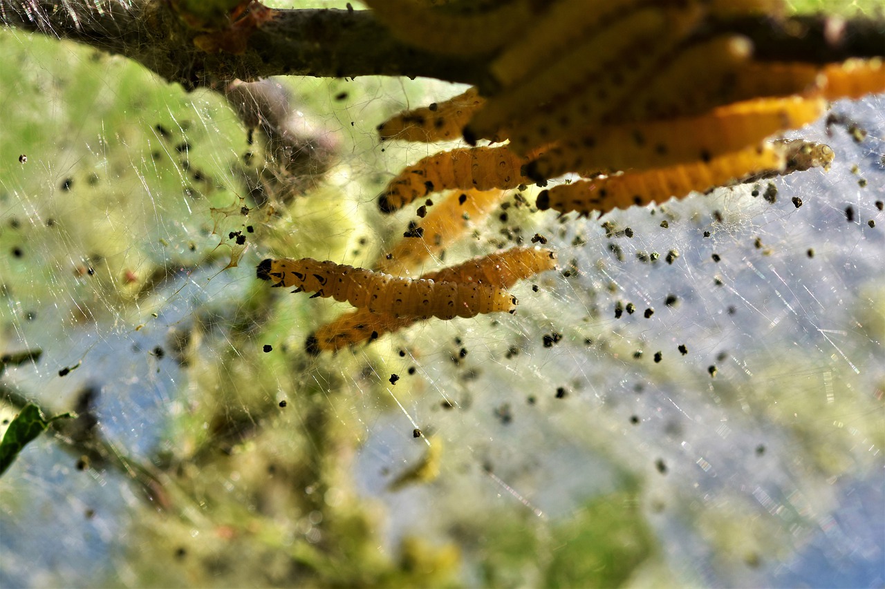 caterpillar  larva  galleriinae free photo