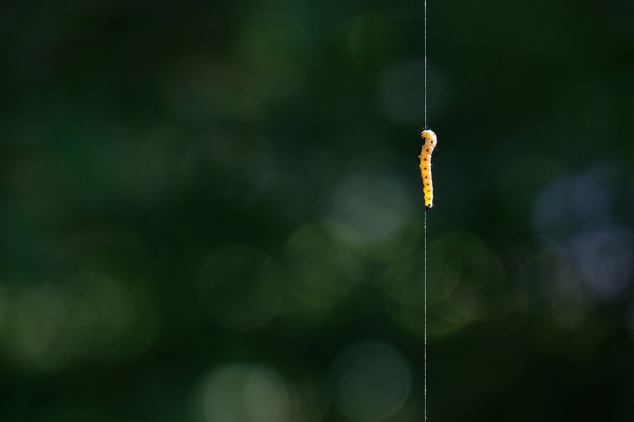 caterpillar  thread  depend free photo