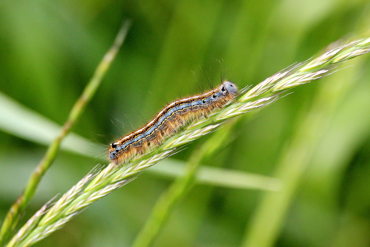 caterpillar  colorful  field free photo