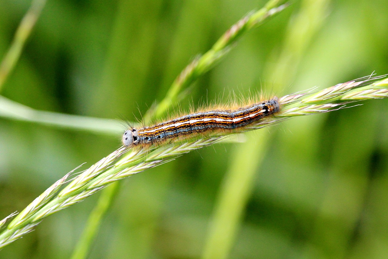 caterpillar  colorful  field free photo