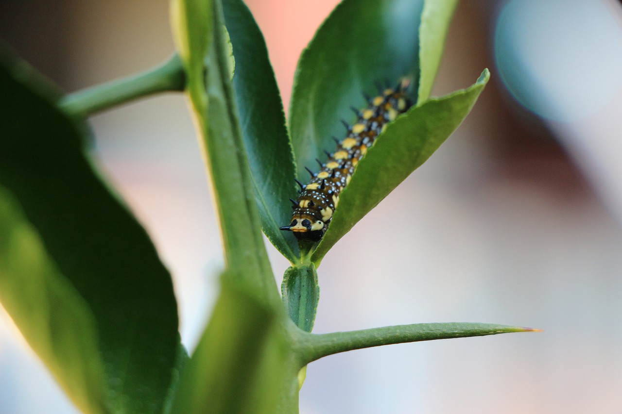 caterpillar  insects  leaves free photo
