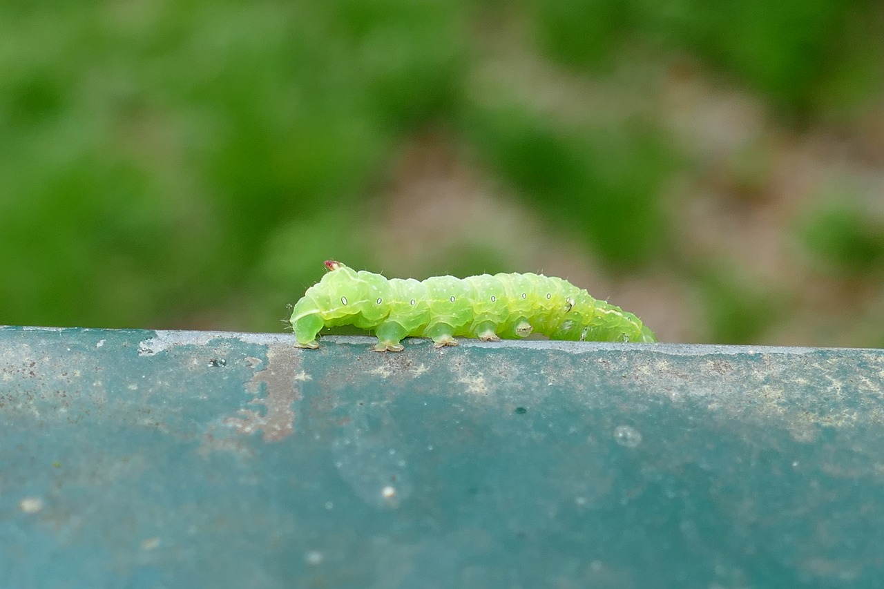 caterpillar  crawl  close up free photo