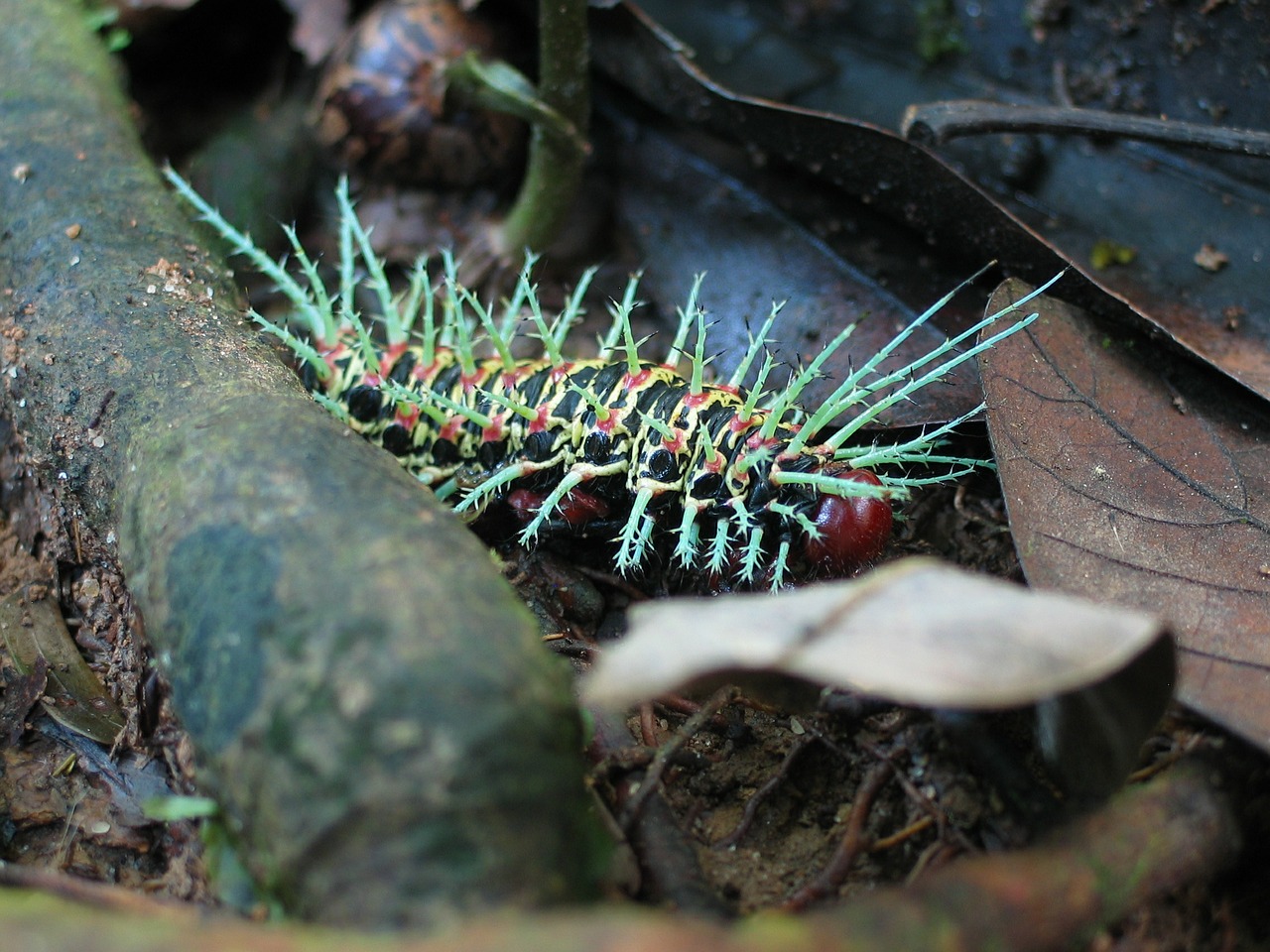 caterpillar jungle amazon free photo
