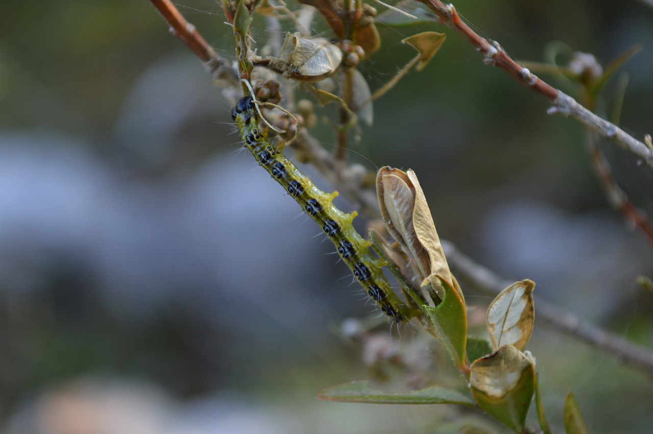 caterpillar  insect  nature free photo