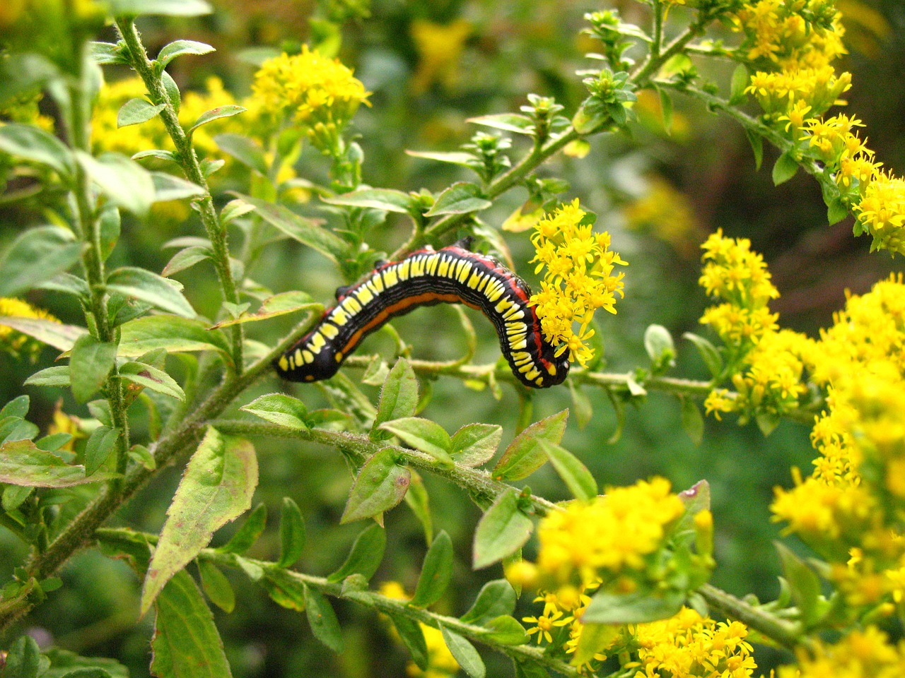 caterpillar wild flower spring free photo
