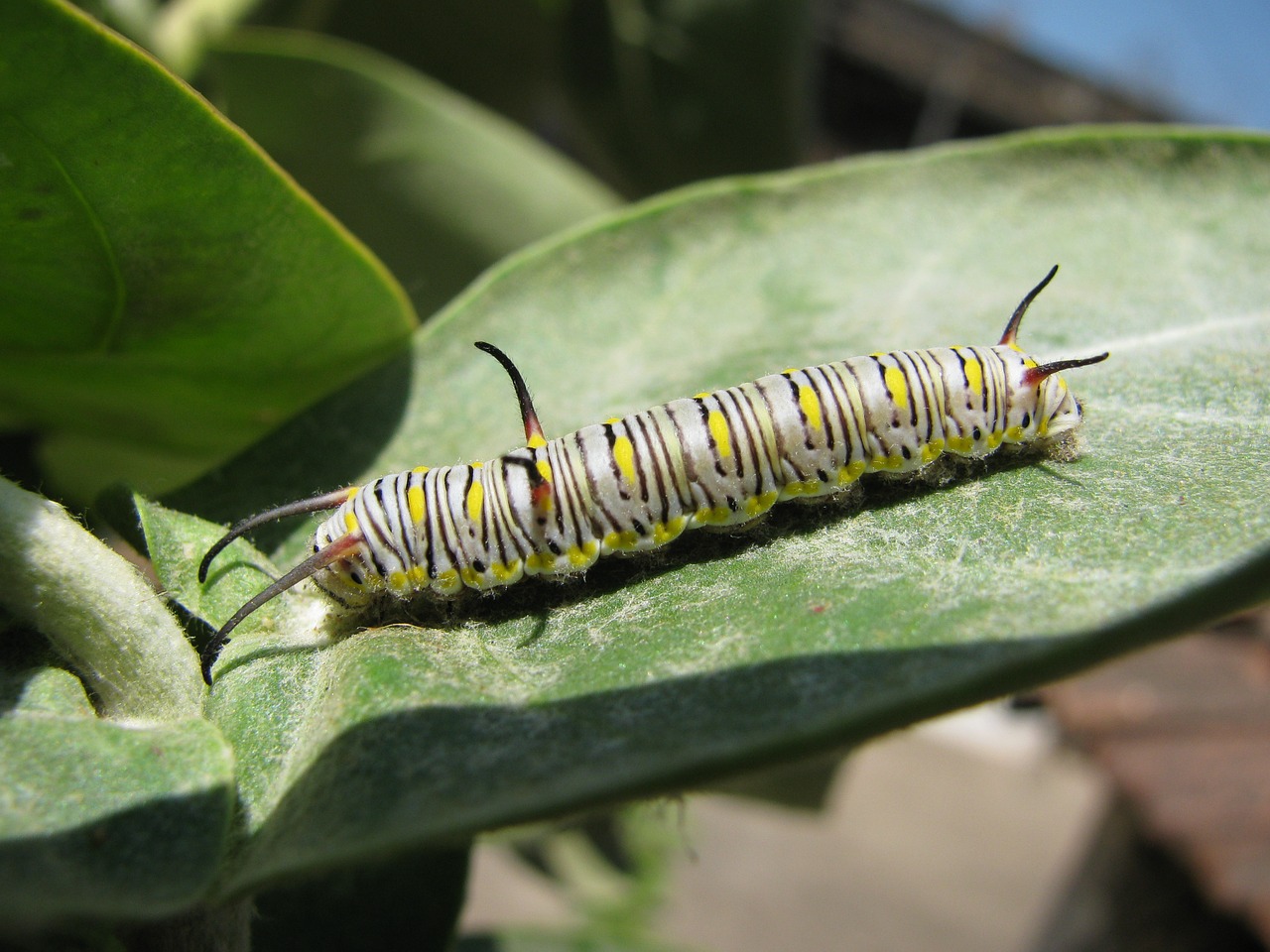 caterpillar larva insect free photo