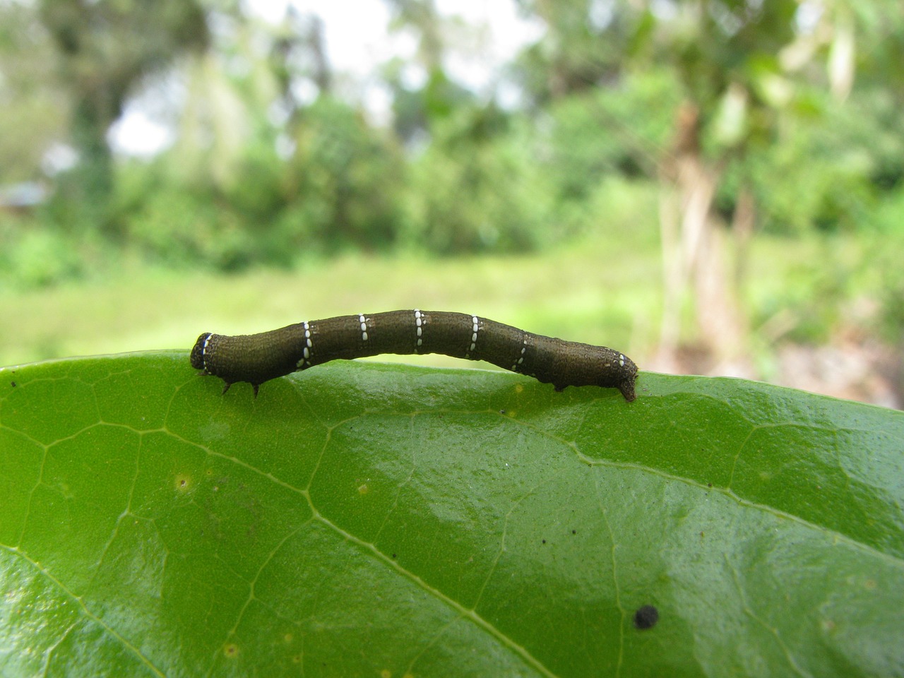 caterpillar larva nature free photo