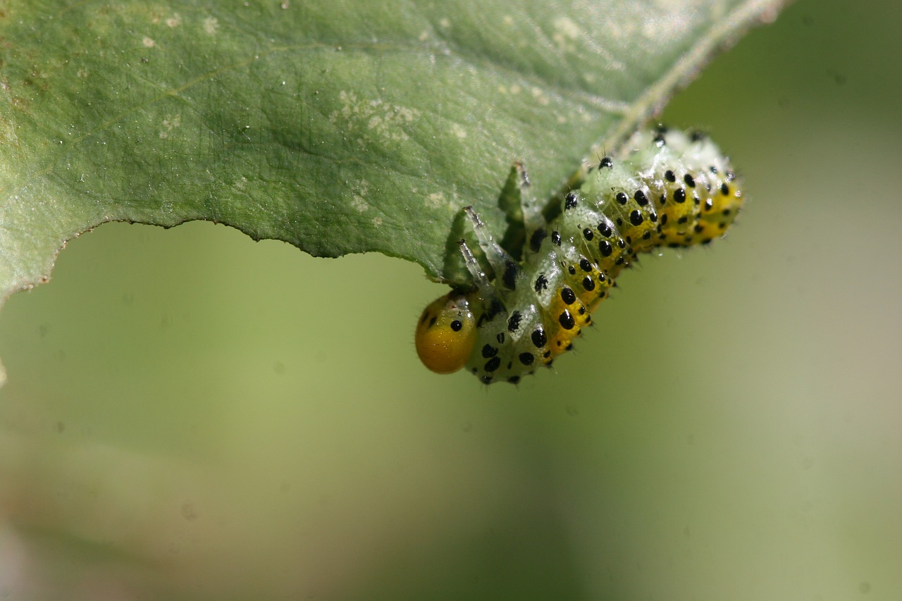 caterpillar insect macro free photo