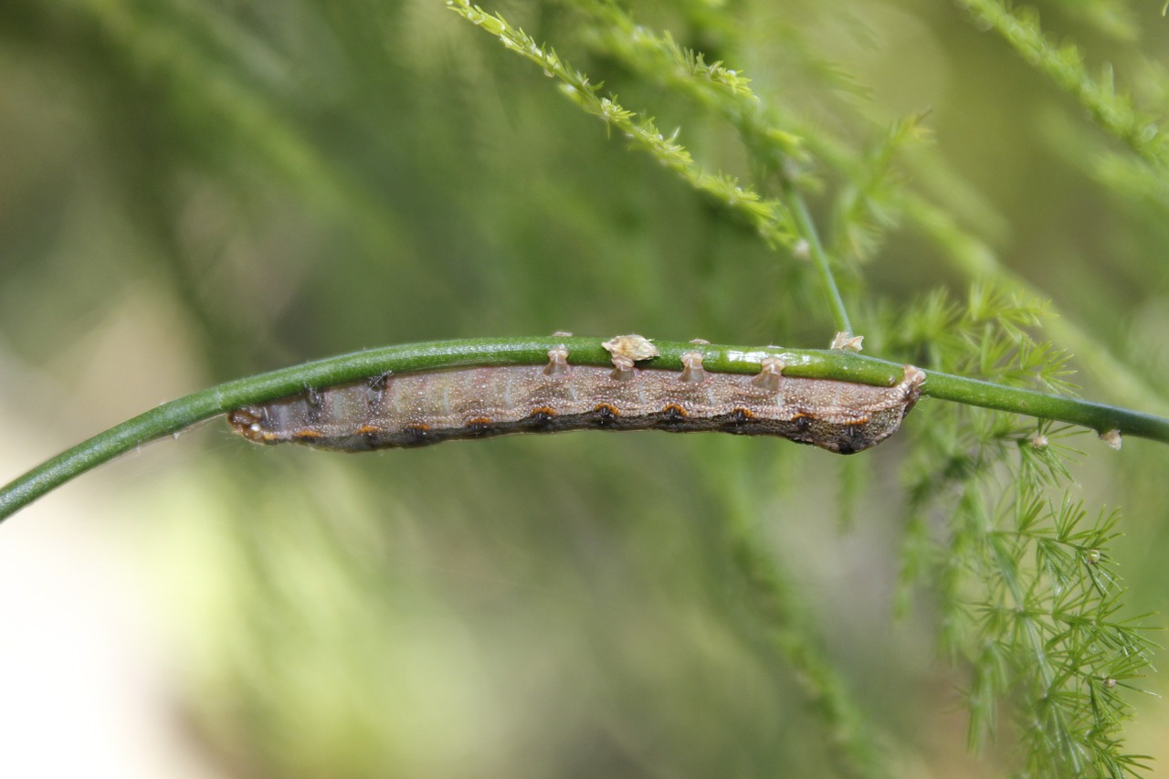 caterpillar insect animal free photo