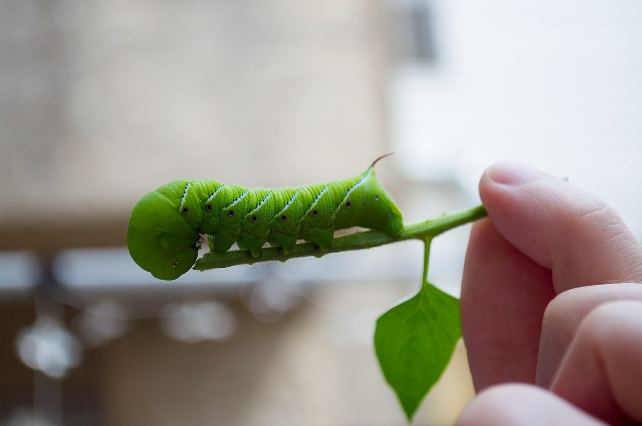 caterpillar green insect free photo