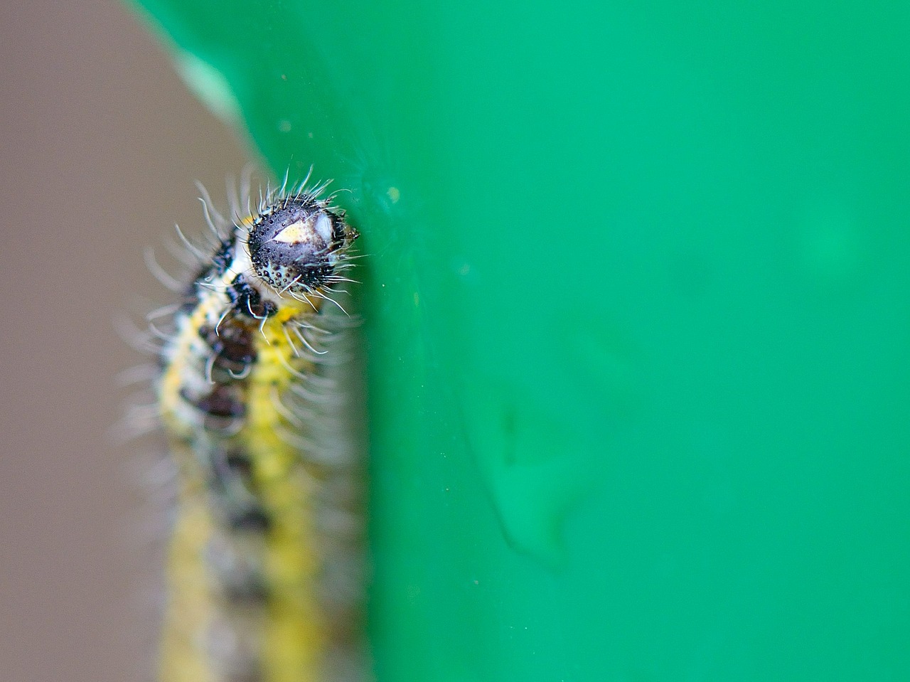 caterpillar leaf nature free photo