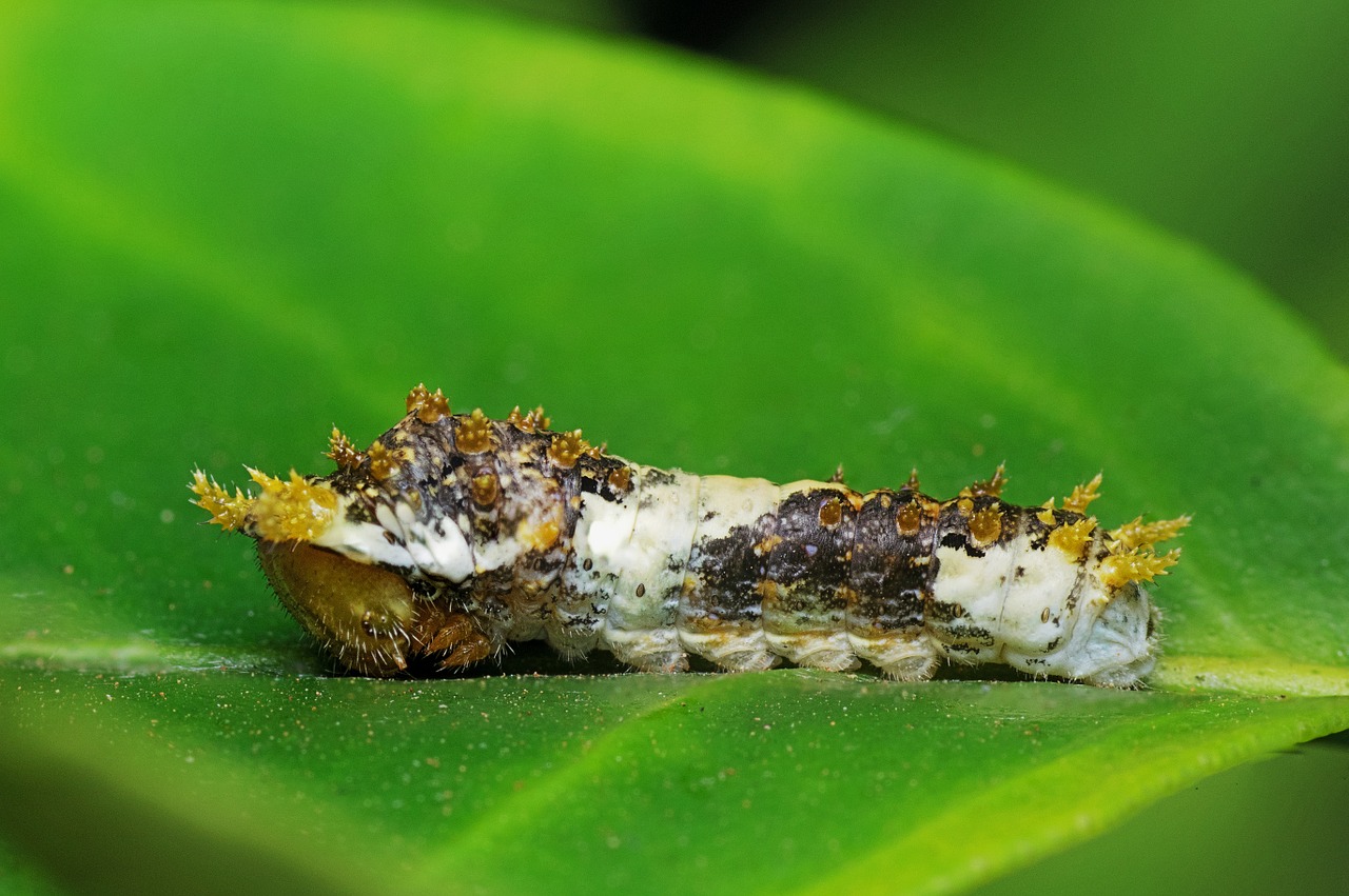 caterpillar macro nature free photo