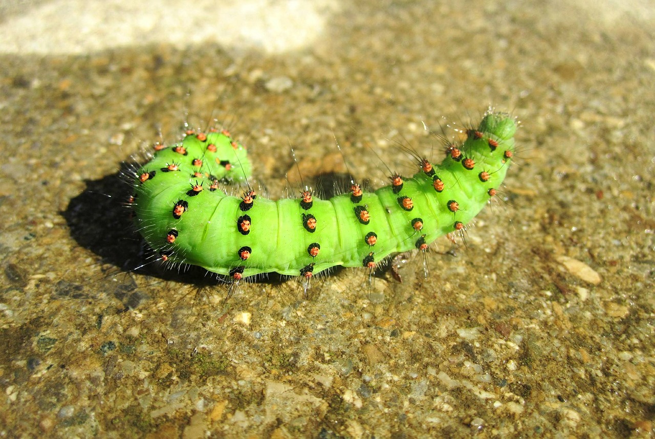 caterpillar green nature free photo