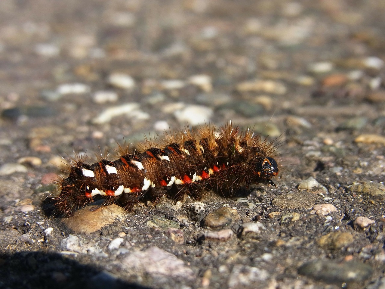 caterpillar insect animal free photo