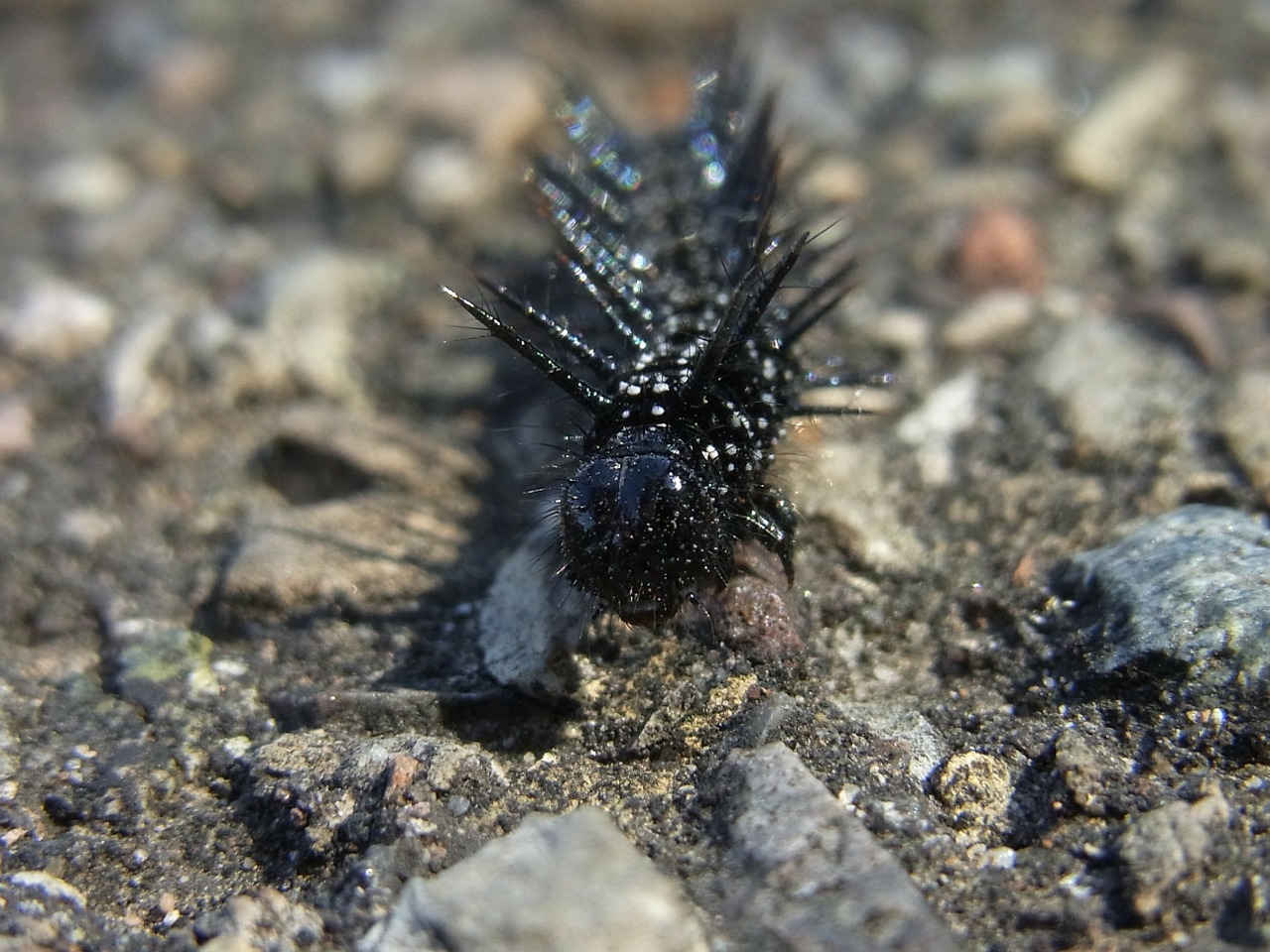 caterpillar butterfly animal free photo