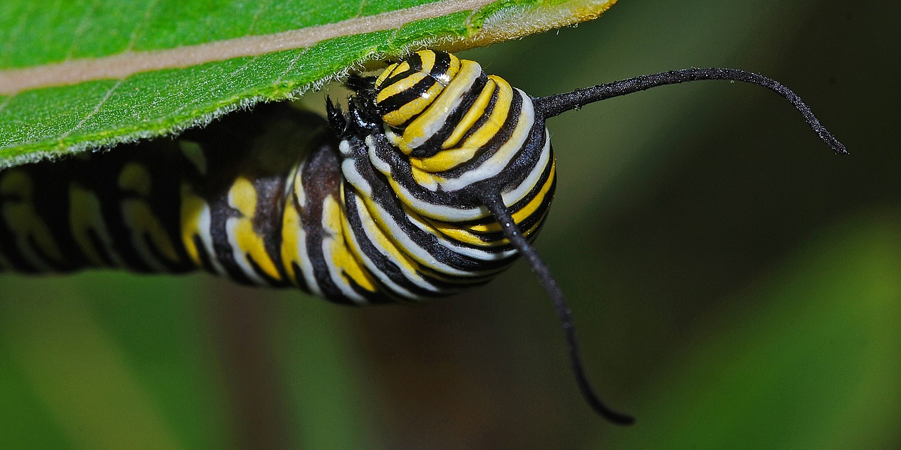 caterpillar monarch macro free photo