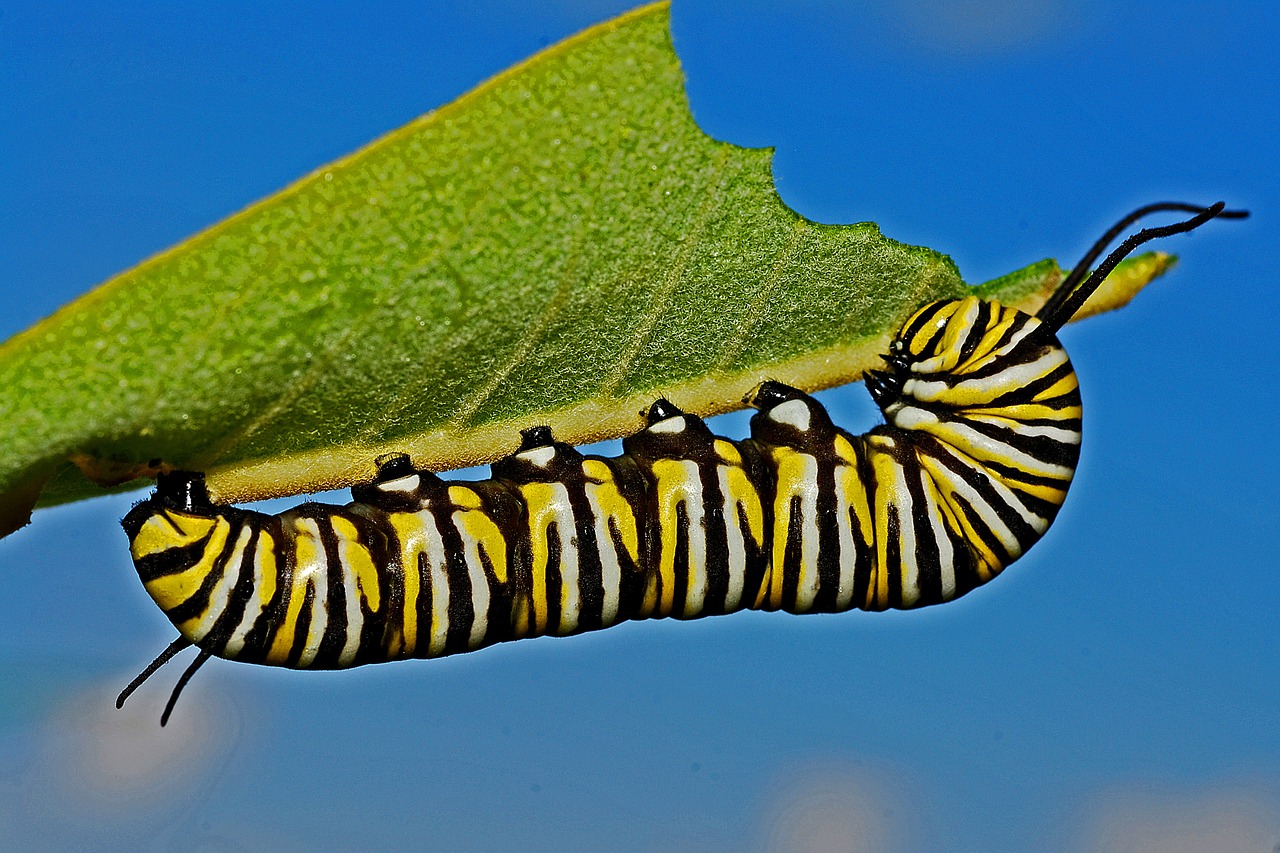 caterpillar monarch macro free photo