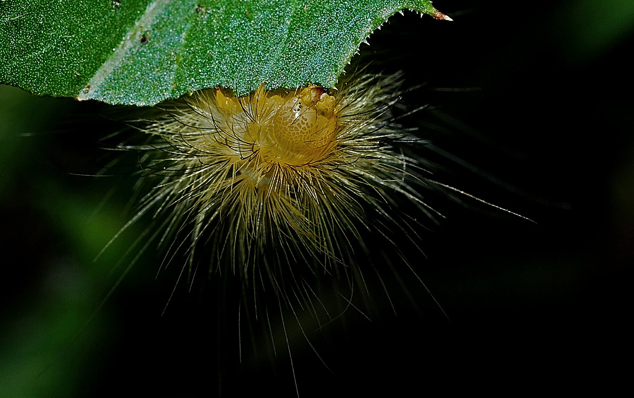 caterpillar macro entomology free photo
