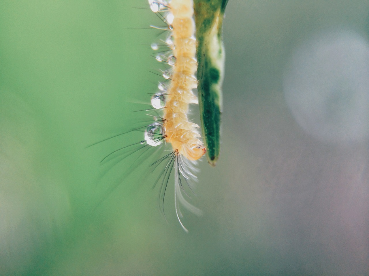 caterpillar macro droplets free photo