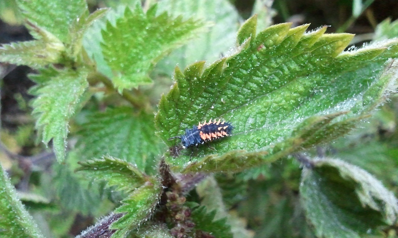 caterpillar leaf nettle free photo