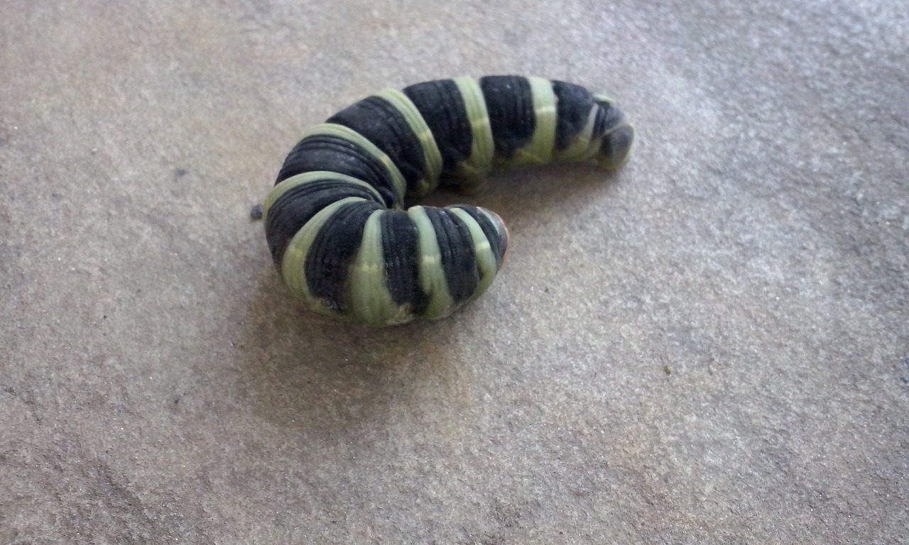 caterpillar insect larva free photo