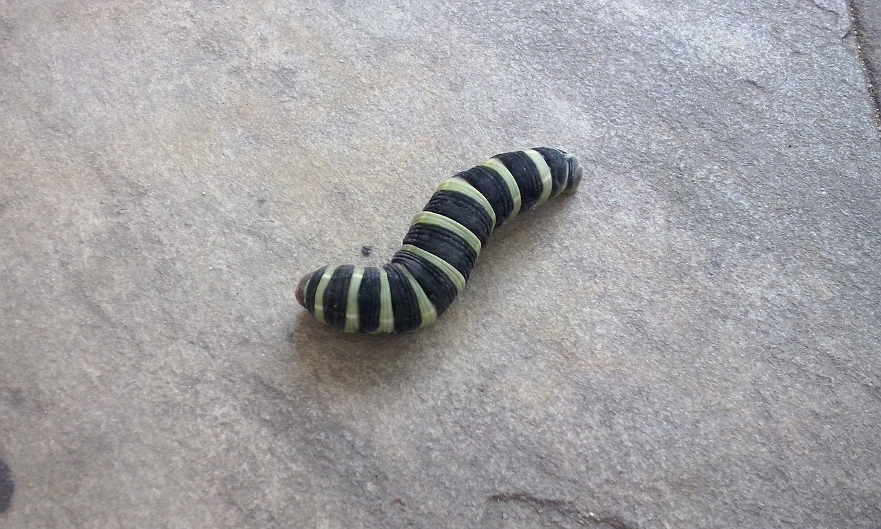 caterpillar insect larva free photo
