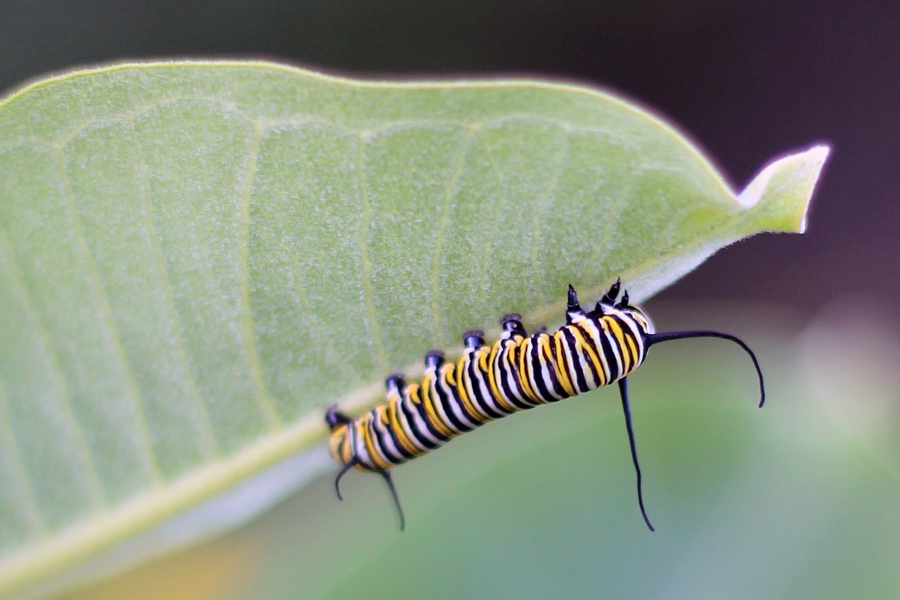 caterpillar butterfly monarch free photo