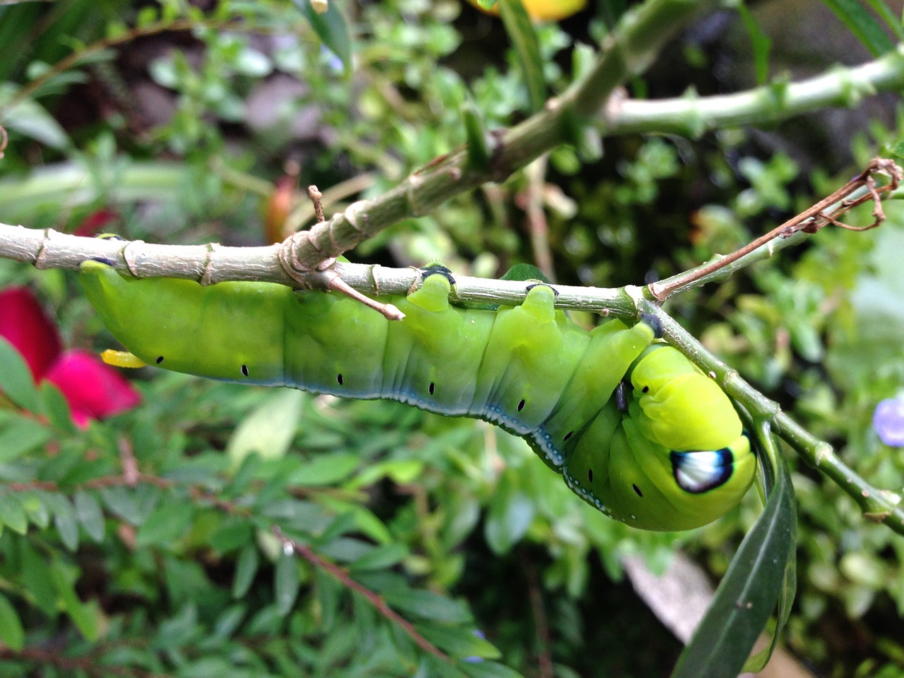 caterpillar green plant free photo