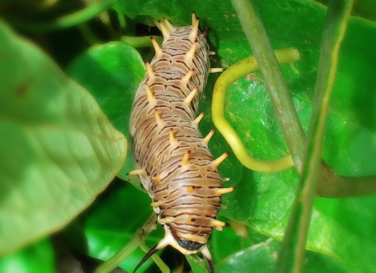 caterpillar prague macro free photo