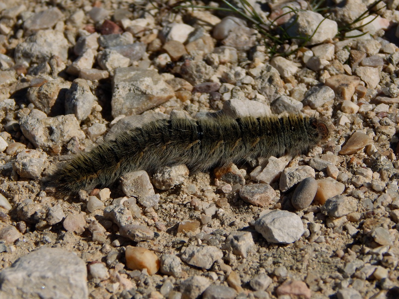 caterpillar processionary nature free photo