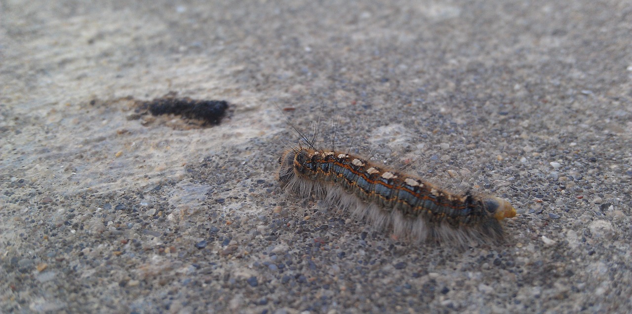 caterpillar bug worm free photo