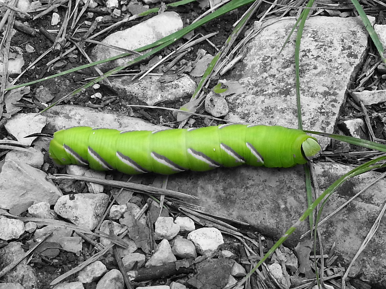 caterpillar butterfly nature free photo