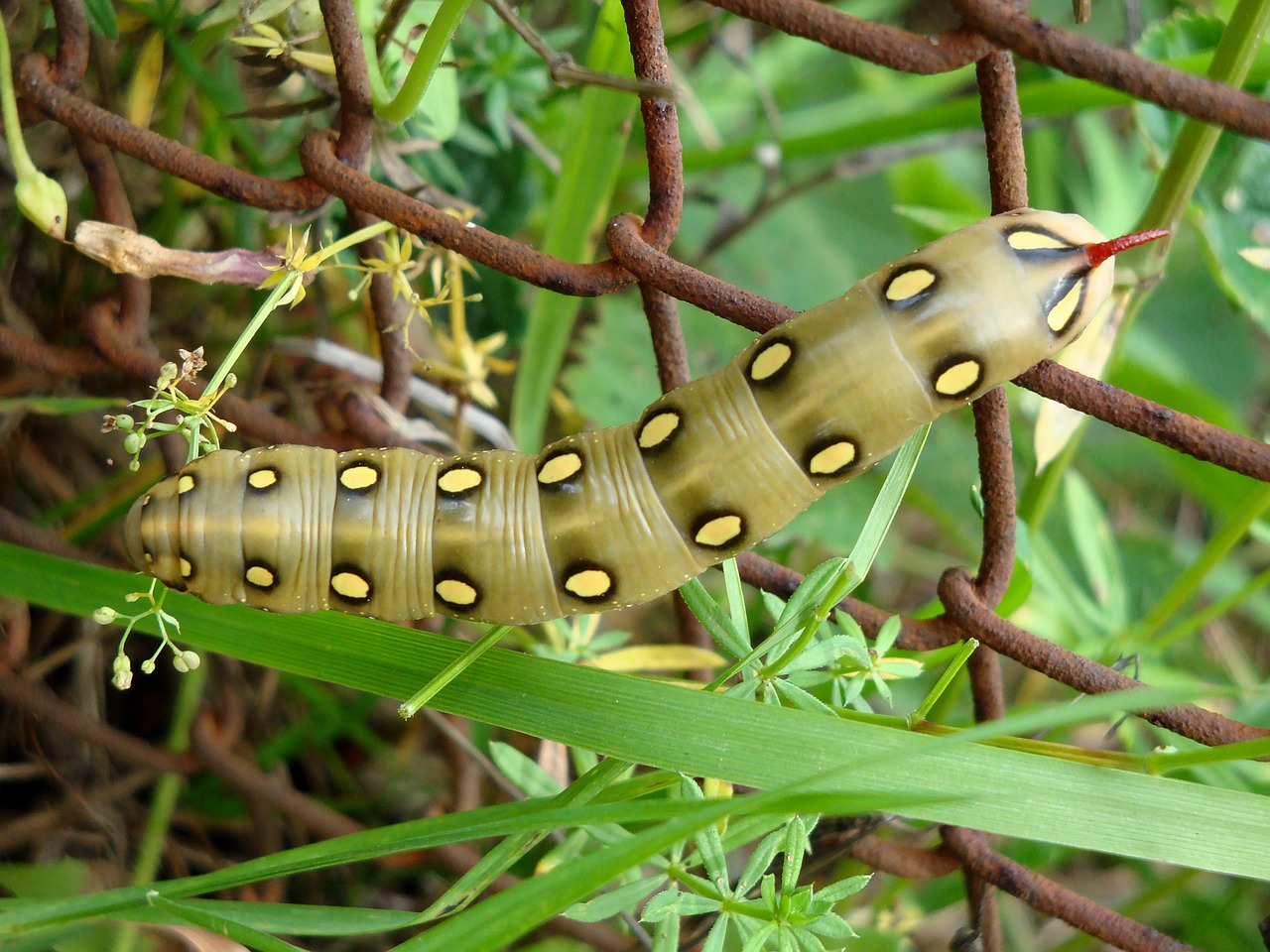 caterpillar insect a larva of butterfly free photo