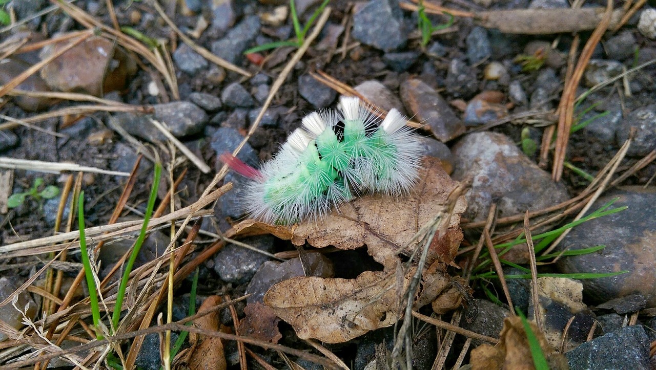 caterpillar leaves macro free photo