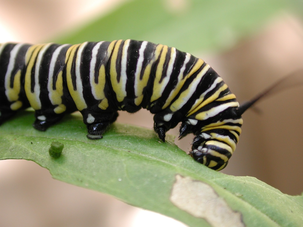 caterpillar monarch butterfly free photo