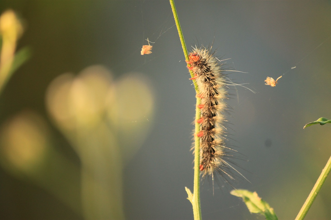 caterpillar butterfly feather free photo