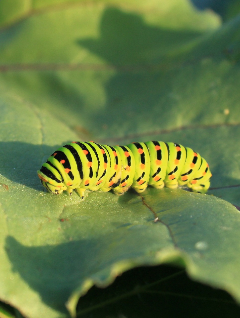caterpillar green leaf free photo
